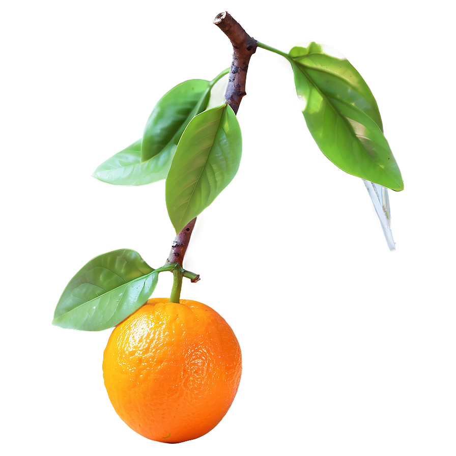 Glowing Orange Fruit Png Kys PNG Image