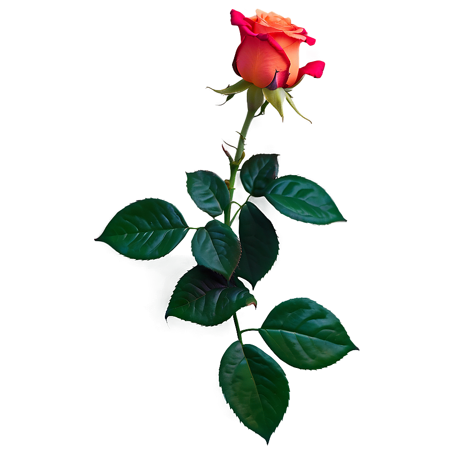 Glowing Rose Png 65 PNG Image