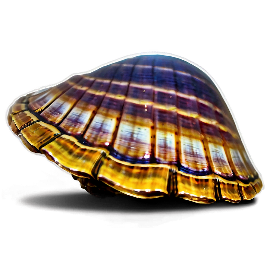 Glowing Shell Night Png 05212024 PNG Image