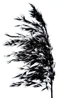 Glowing Tree Outline Night PNG Image