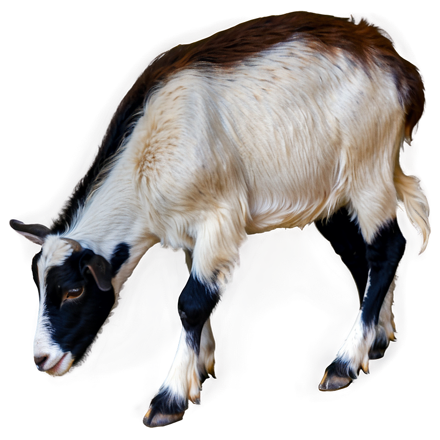 Goat Eating Png 32 PNG Image