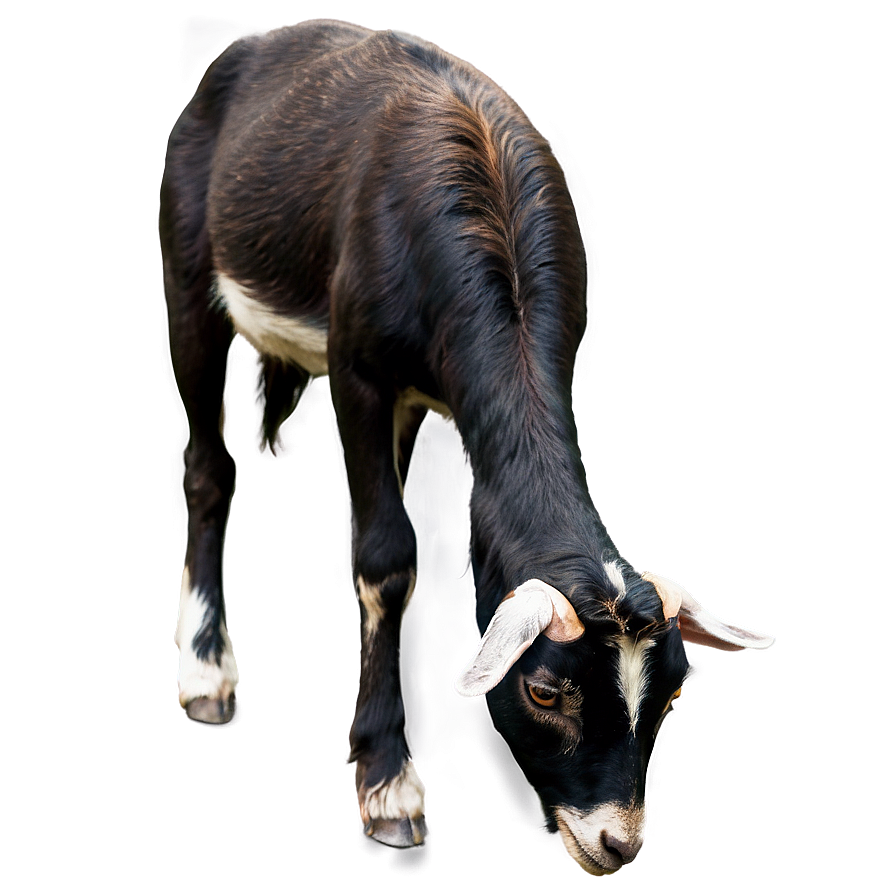 Goat Eating Png 98 PNG Image