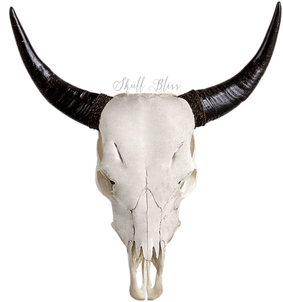 Goat Skullwith Long Horns PNG Image