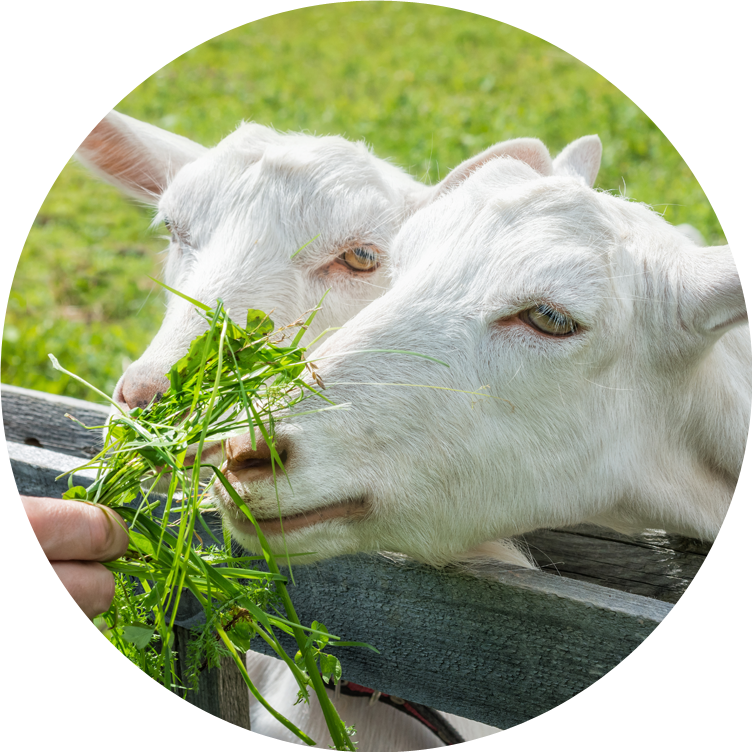 Goats_ Grazing_ Closeup.jpg PNG Image