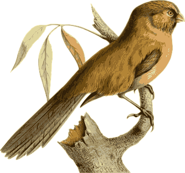 Golden Brown Bird Perched PNG Image