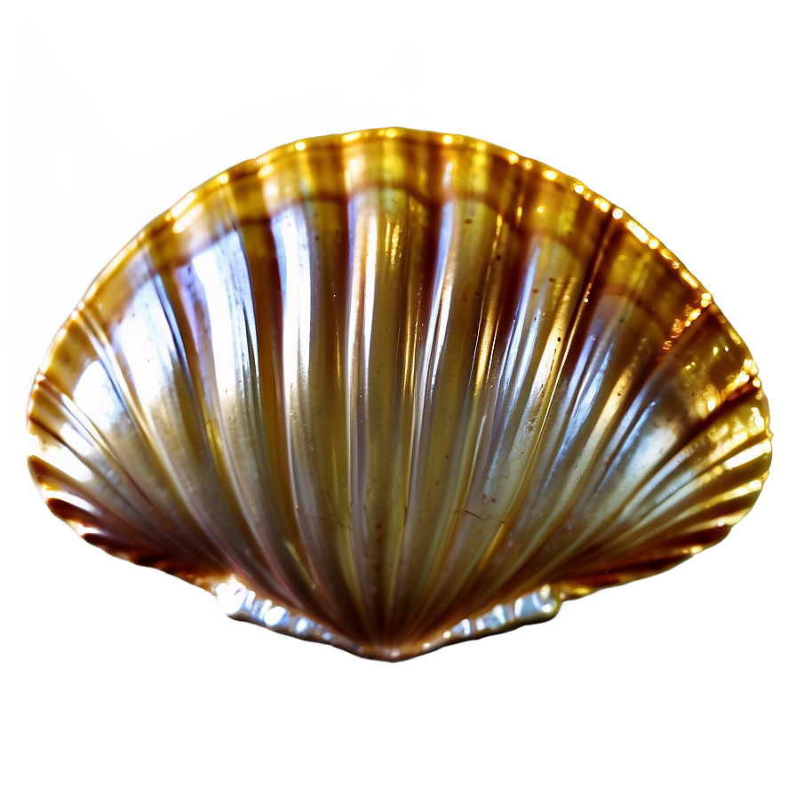 Golden Clam Shell Png Ada76 PNG Image