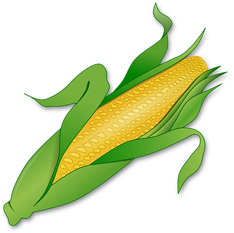 Golden Corn Ear Illustration PNG Image