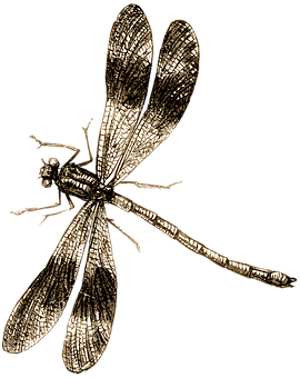 Golden Dragonfly Illustration PNG Image