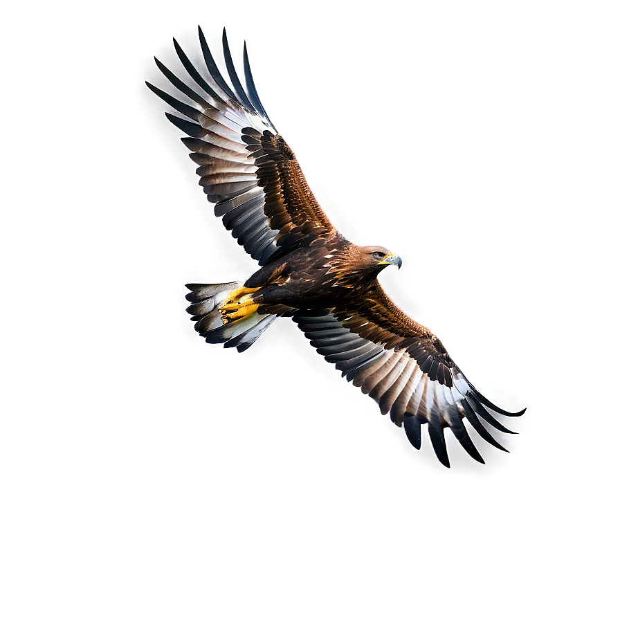 Golden Eagle Aerial View Png Gsg PNG Image