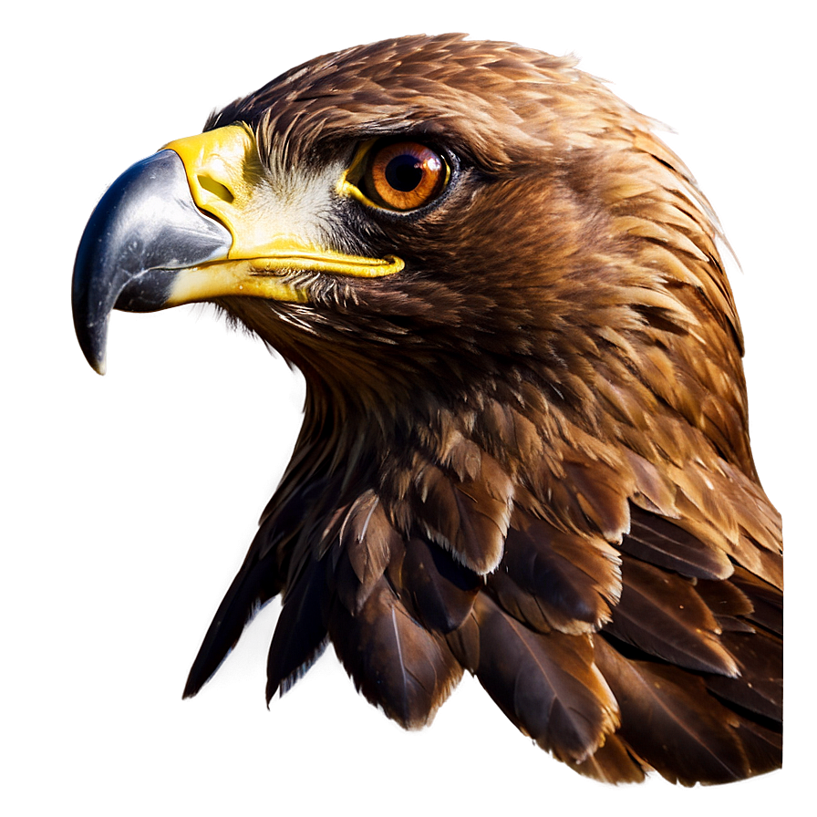 Golden Eagle Close-up Png 94 PNG Image