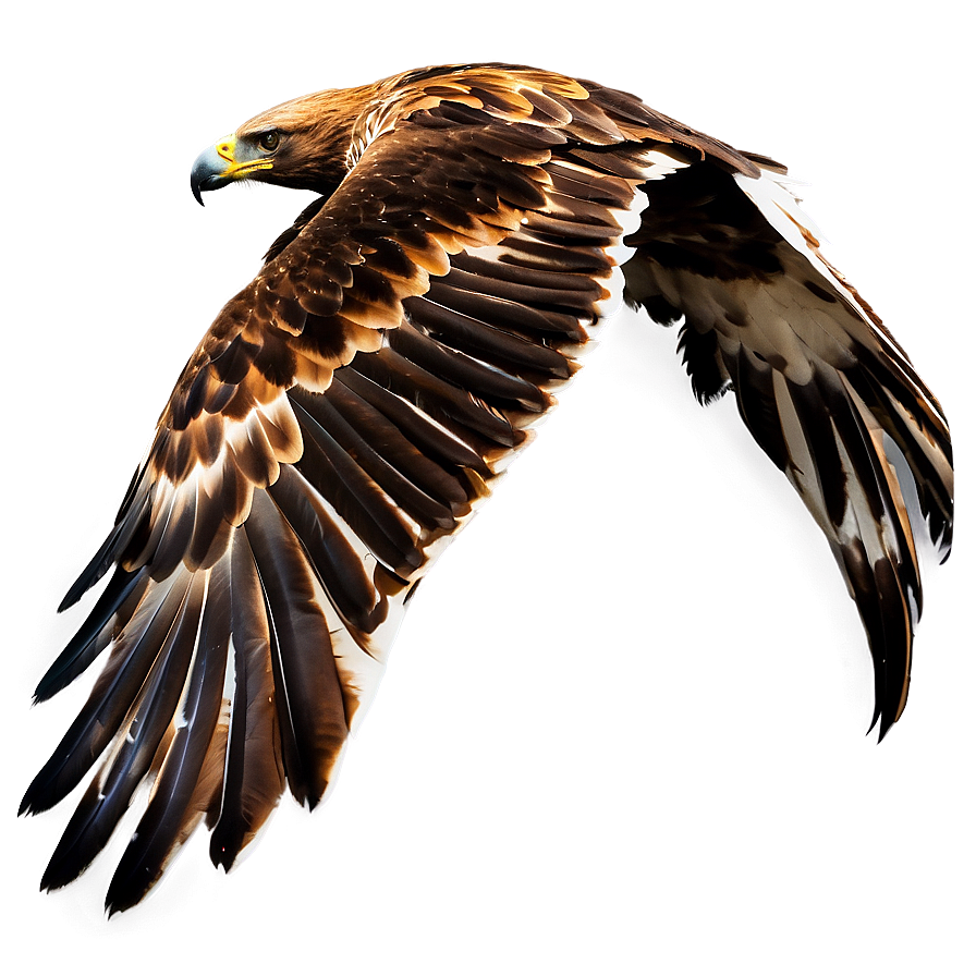 Golden Eagle In Dive Png 75 PNG Image