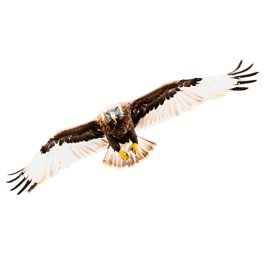 Golden Eagle In Majestic Pose Png 54 PNG Image