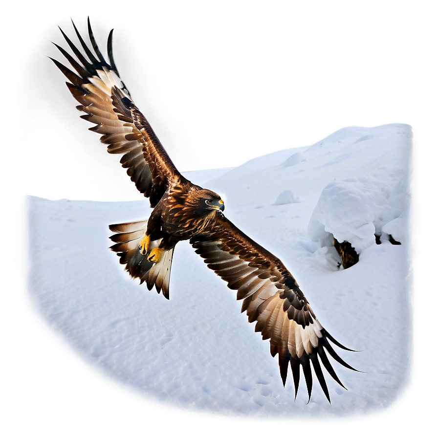 Golden Eagle In Snow Png 06202024 PNG Image