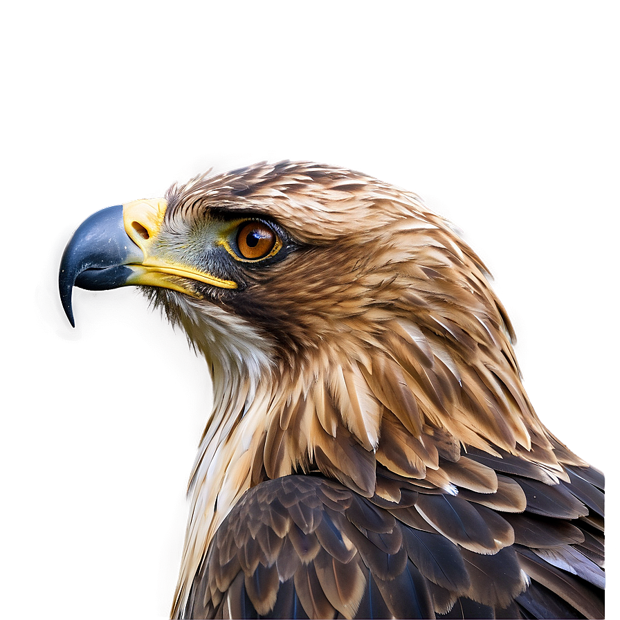 Golden Eagle Profile In Detail Png 87 PNG Image