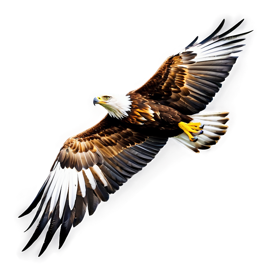 Golden Eagle Side View Png 6 PNG Image