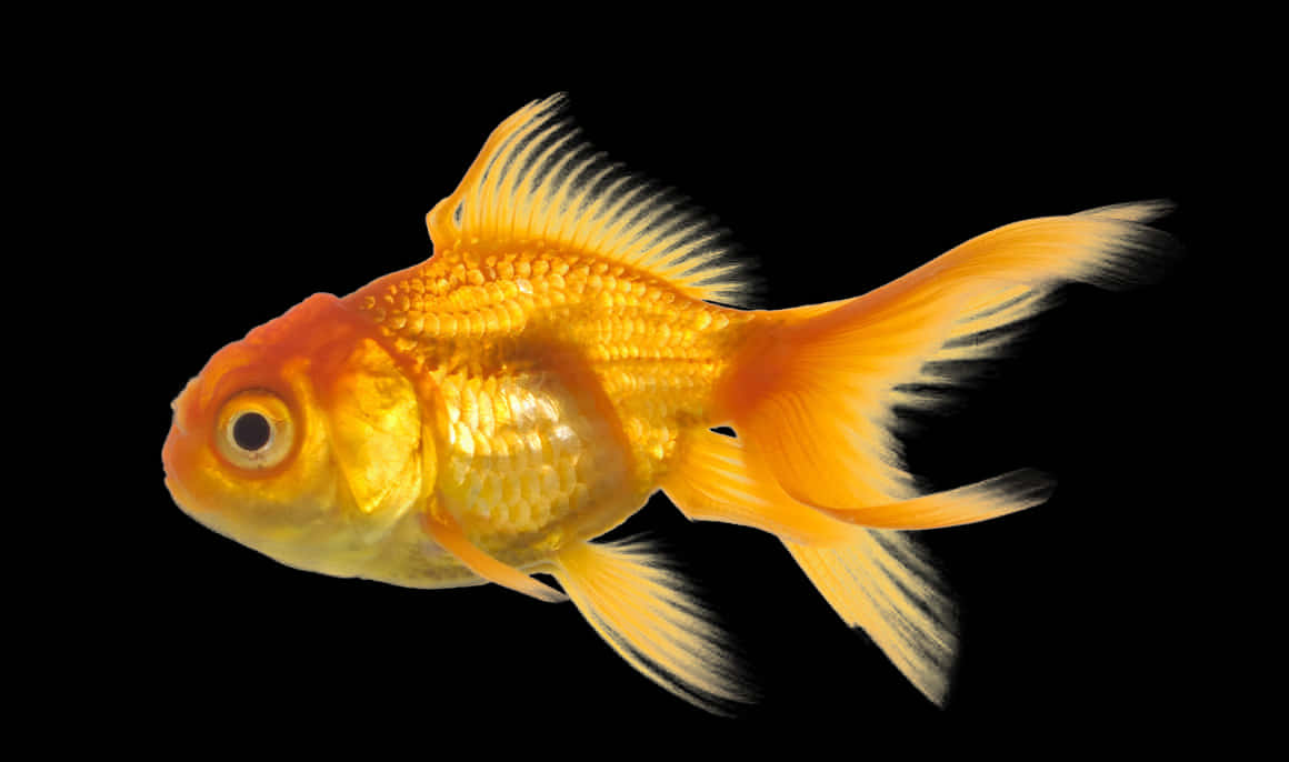 Golden Fish Black Background.jpg PNG Image