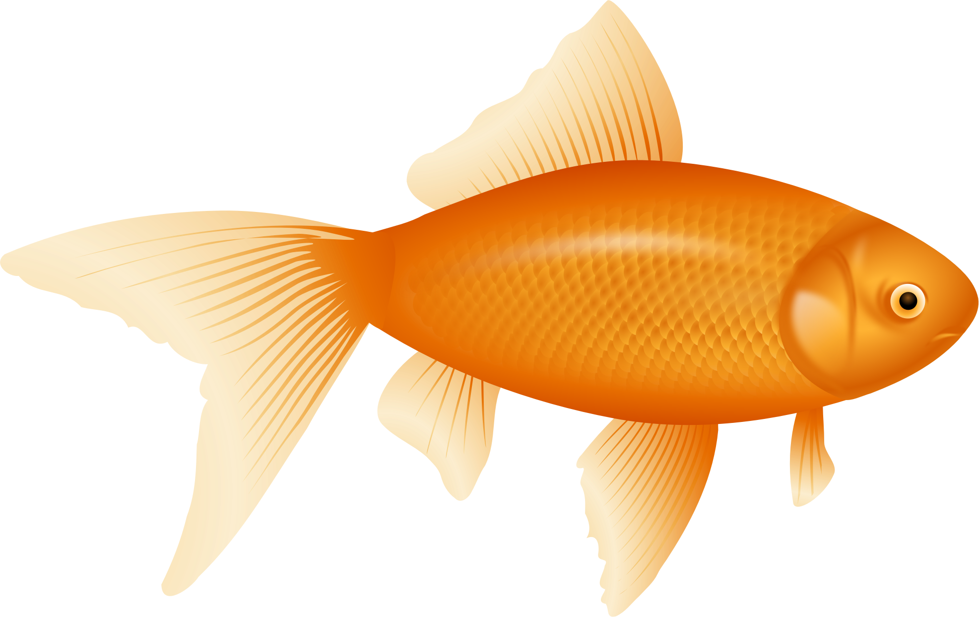 Golden Fish Illustration PNG Image