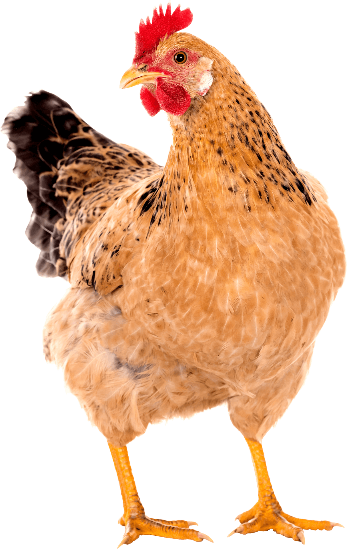 Golden Hen Isolated Background.png PNG Image