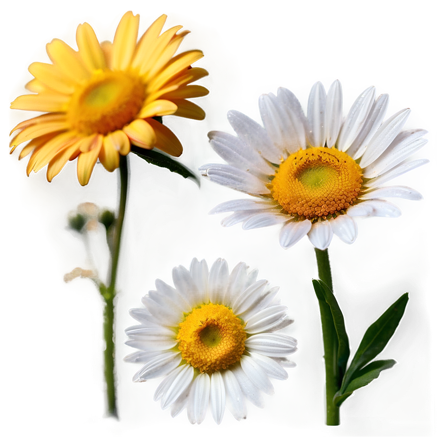 Golden Hour Daisies Png 32 PNG Image