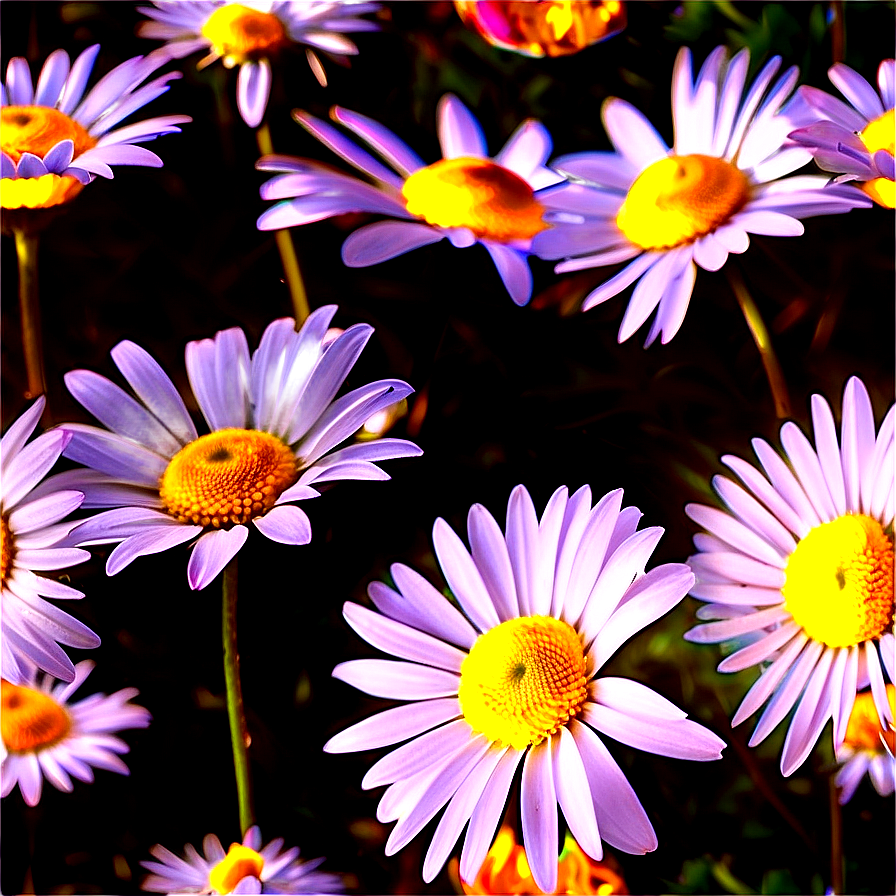 Golden Hour Daisies Png 79 PNG Image