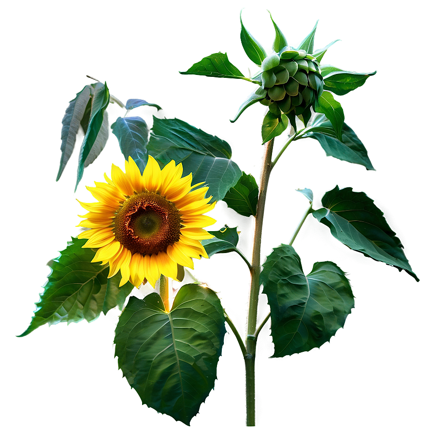 Golden Hour Sunflower Png 05252024 PNG Image