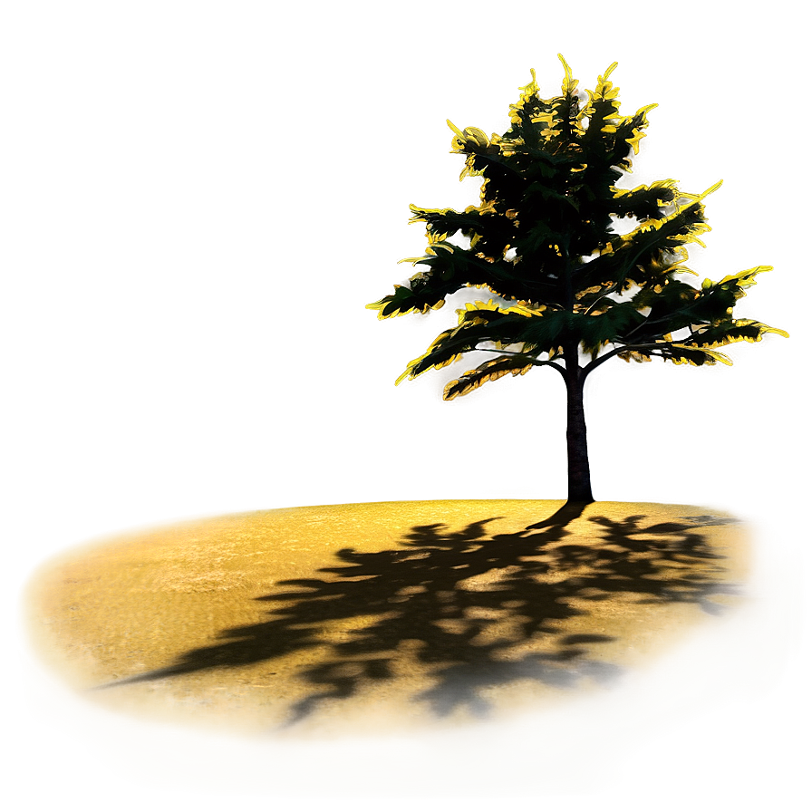 Golden Hour Tree Shadow Png 57 PNG Image