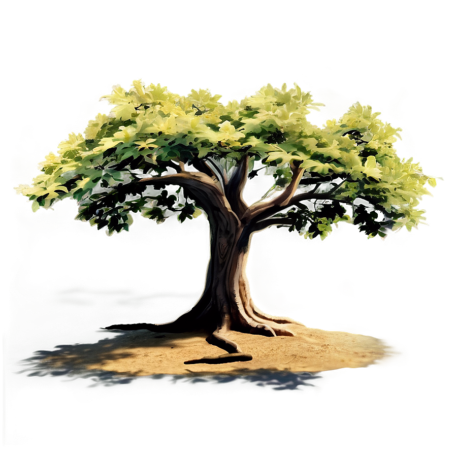 Golden Hour Tree Shadow Png Kej PNG Image