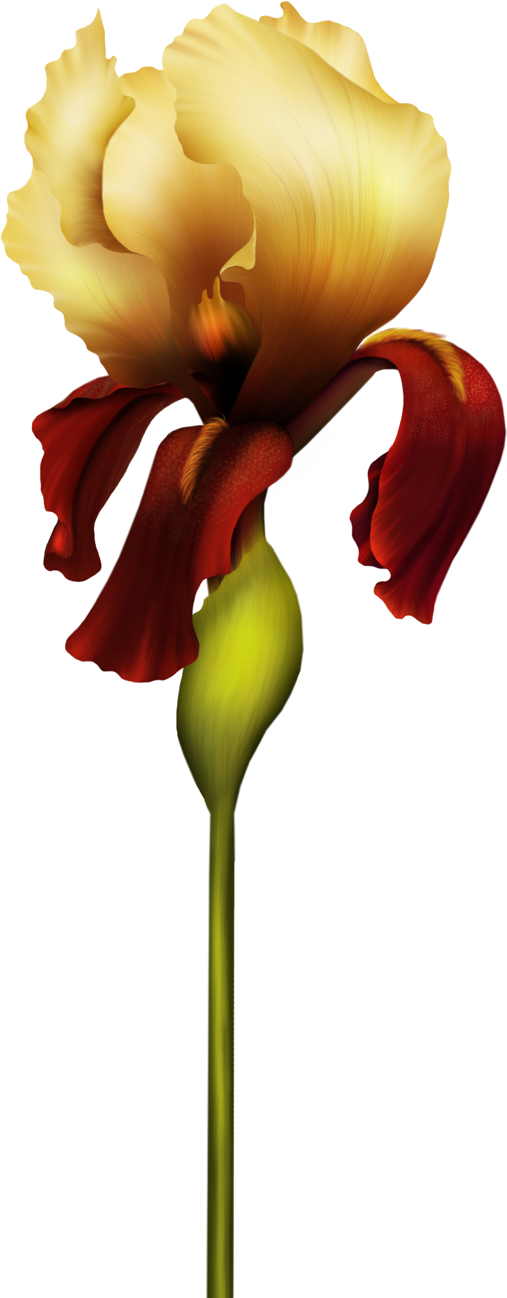 Golden Iris Flower Art PNG Image