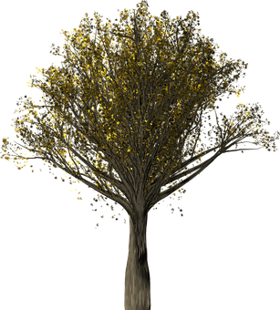 Golden Leaves Tree Night Scene PNG Image