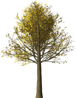 Golden Leaves Treeat Night PNG Image