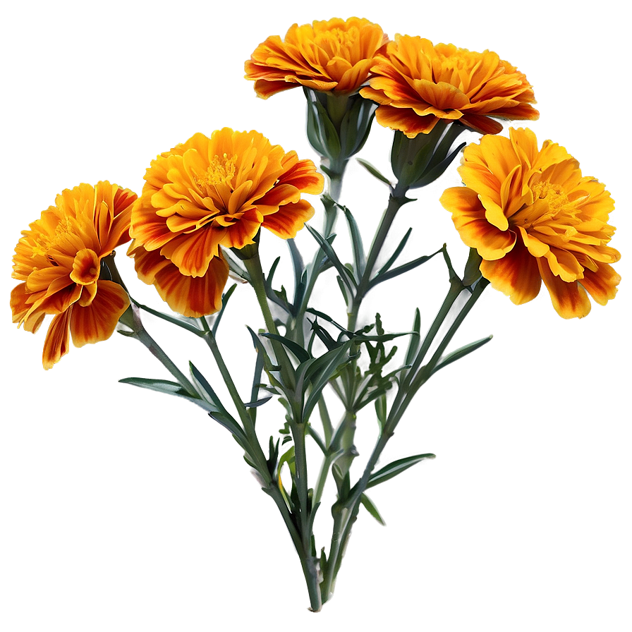 Golden Marigold Png 06112024 PNG Image