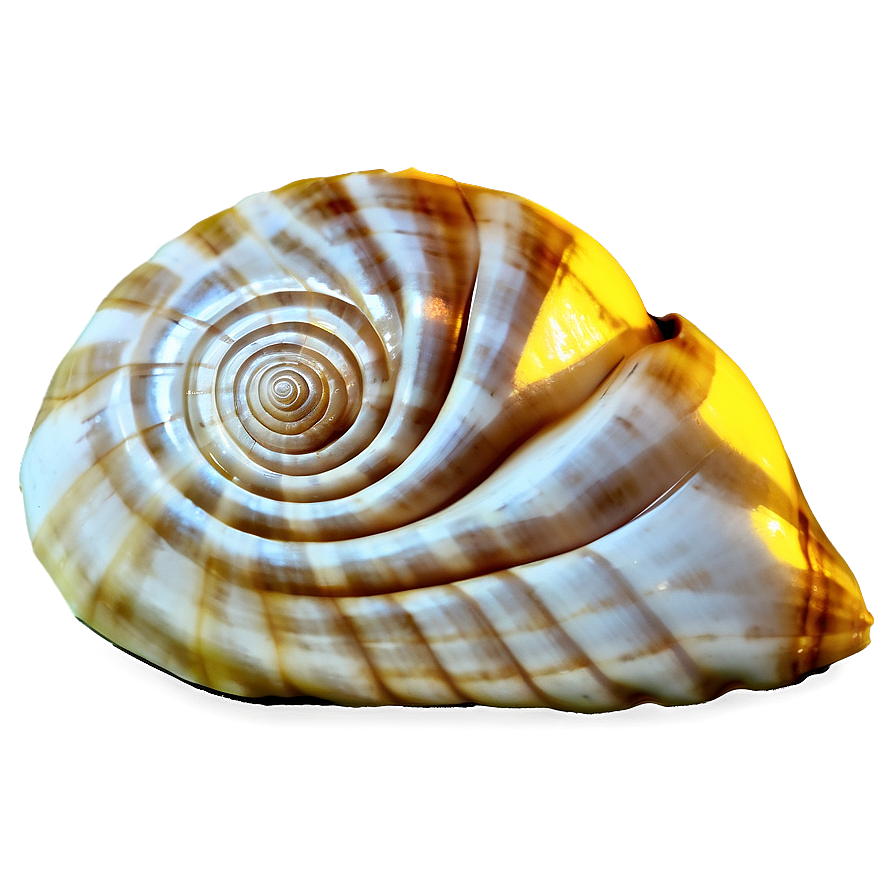 Golden Ratio Conch Shell Png 06132024 PNG Image