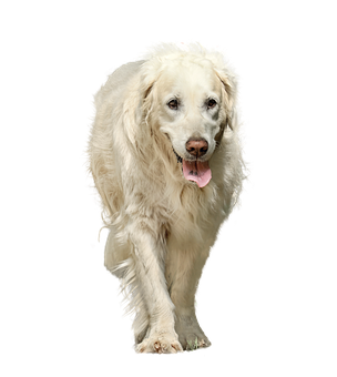 Golden Retriever Black Background PNG Image