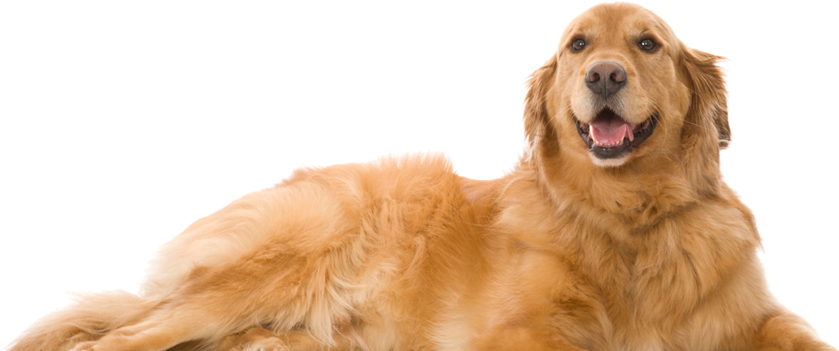 Golden Retriever Happy Pose PNG Image