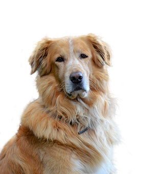 Golden Retriever Portrait Black Background PNG Image