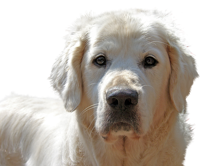 Golden Retriever Portrait Black Background PNG Image