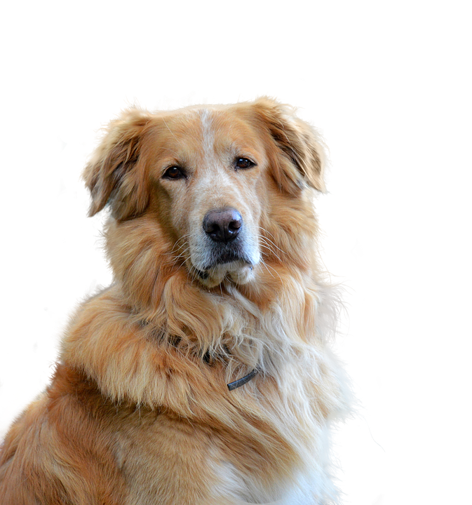 Golden Retriever Portrait PNG Image