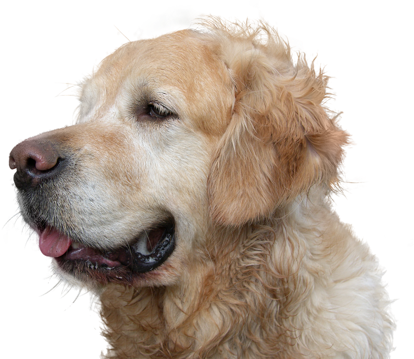 Golden Retriever Profile Portrait PNG Image