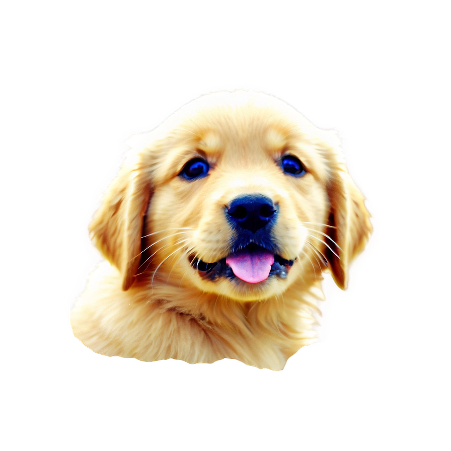 Golden Retriever Puppy B PNG Image