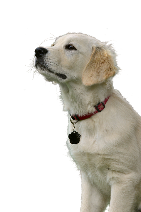 Golden Retriever Puppy Gazing Upward PNG Image