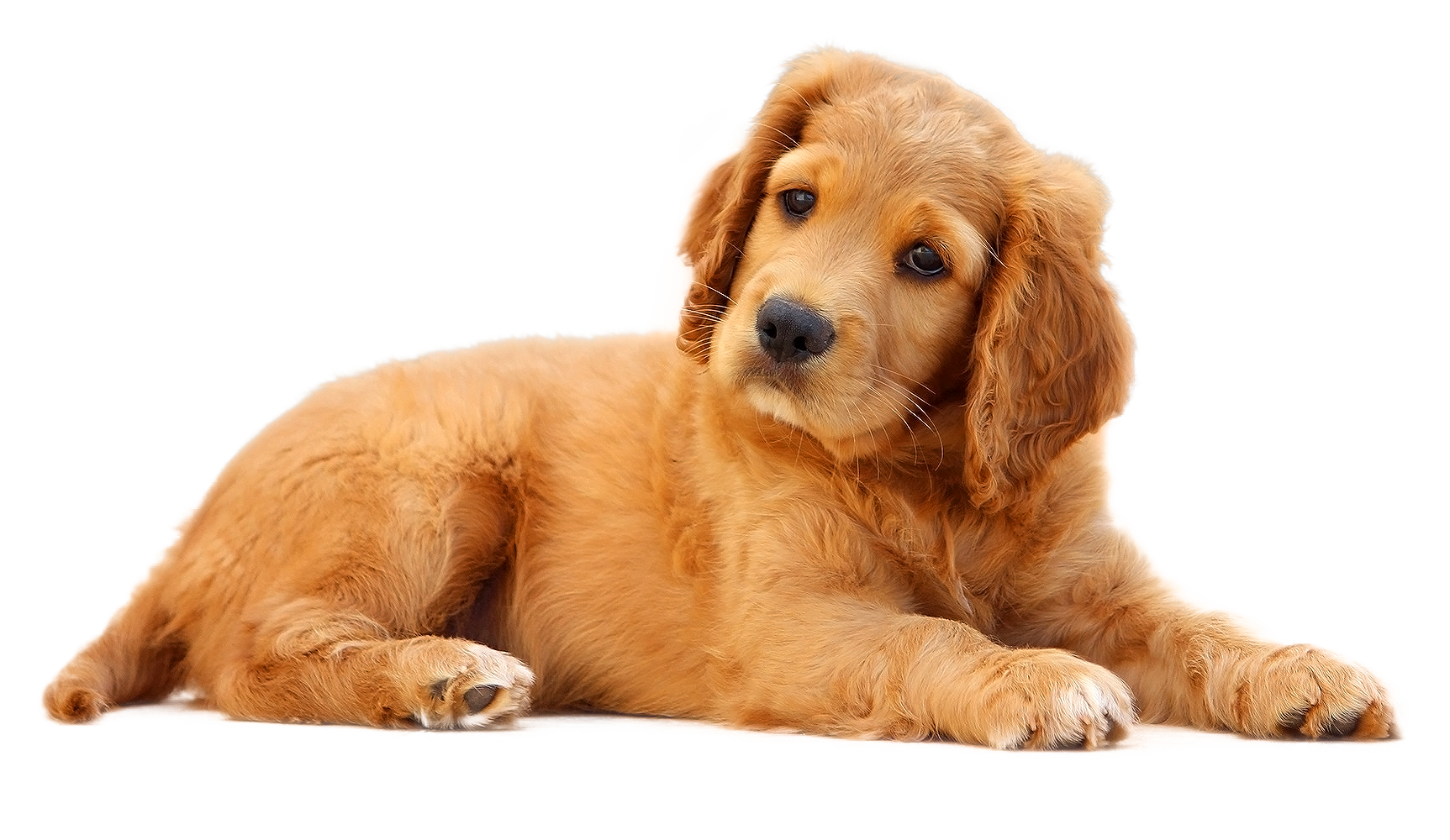 Golden Retriever Puppy Lying Down PNG Image