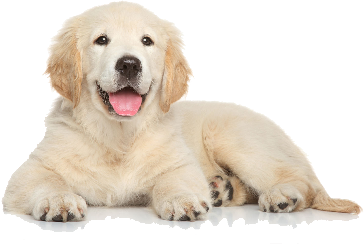 Golden Retriever Puppy Lying Down.png PNG Image