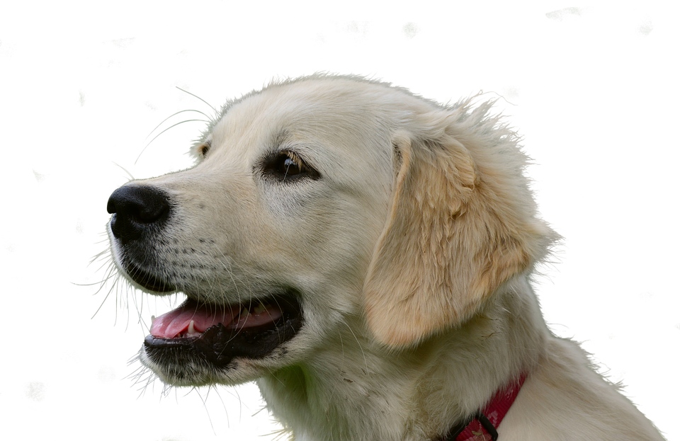 Golden Retriever Puppy Portrait PNG Image