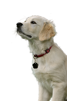 Golden Retriever Puppy Portrait PNG Image