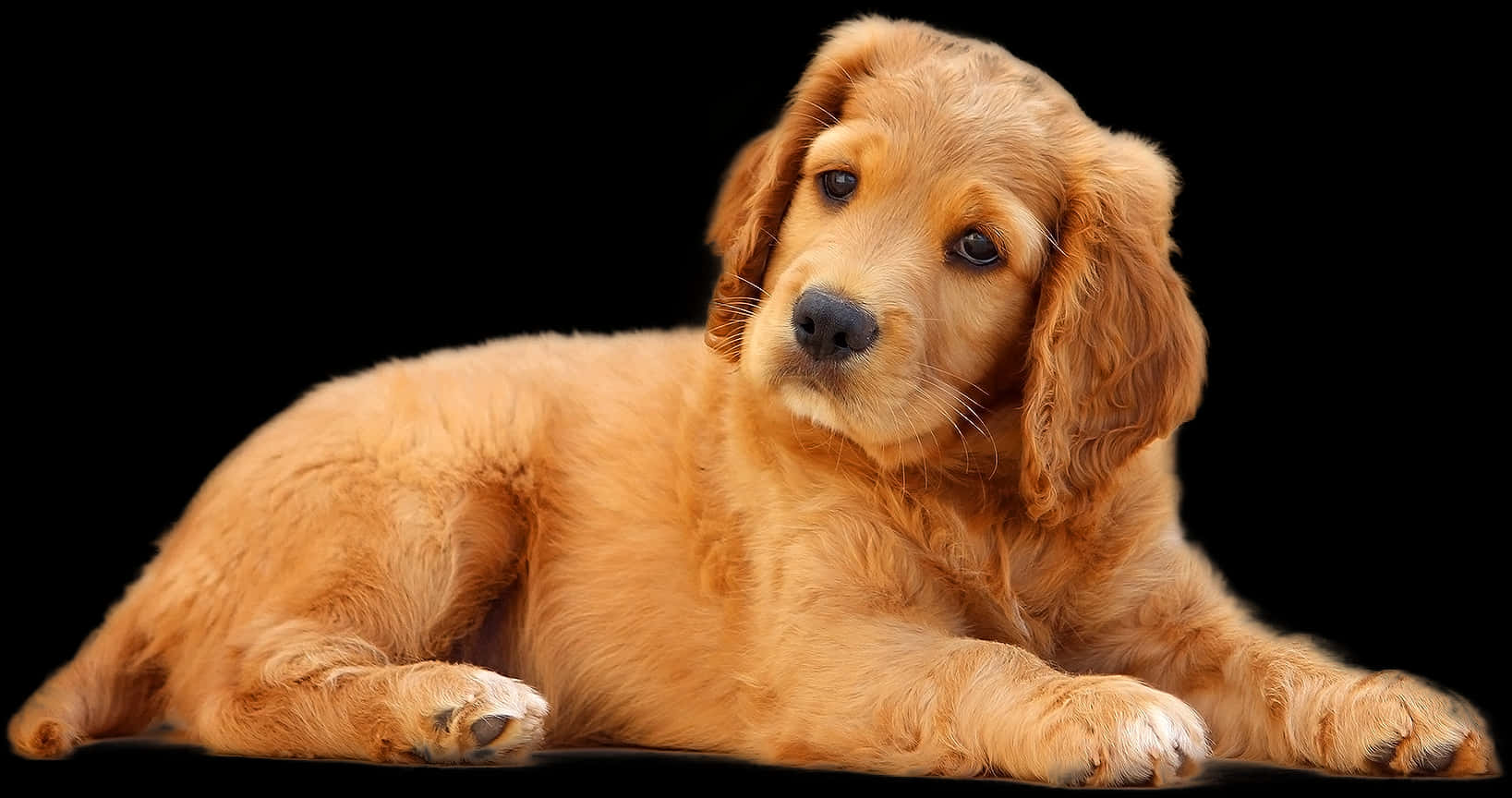 Golden Retriever Puppy Relaxing PNG Image