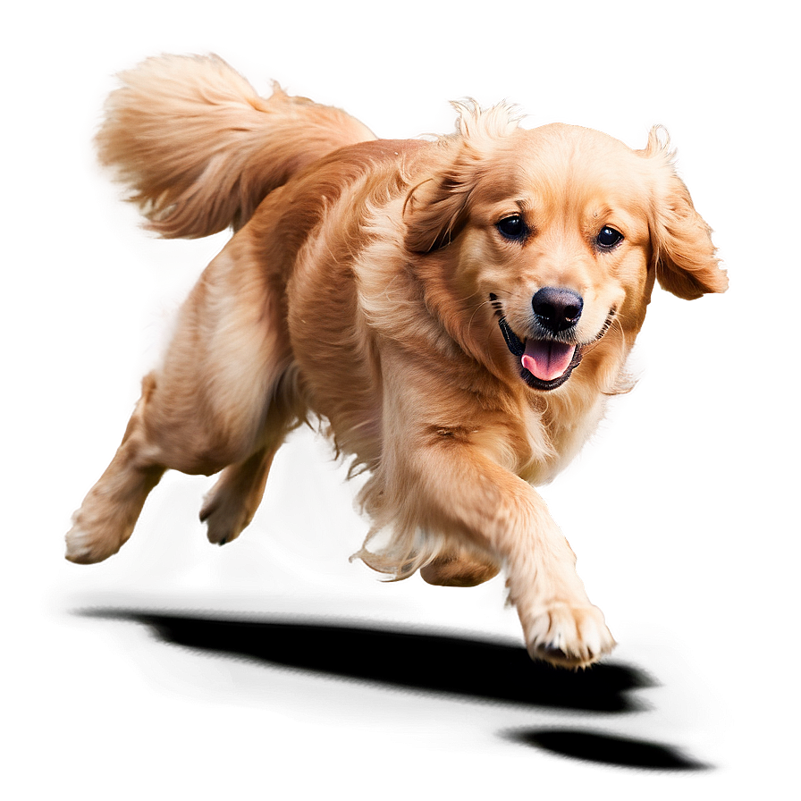 Golden Retriever Running Png Wia67 PNG Image