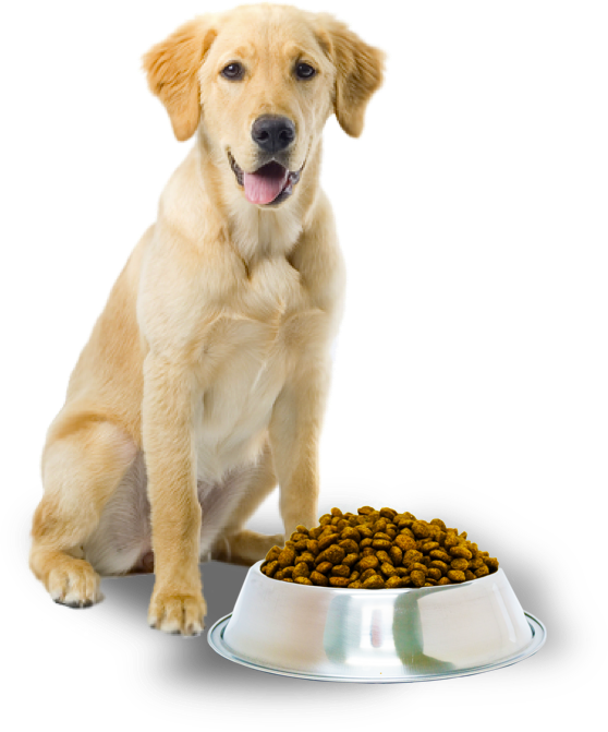 Golden Retriever With Dog Food Bowl PNG Image