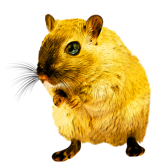 Golden Rodent Black Background PNG Image