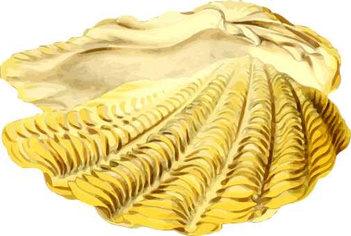 Golden Scallop Illustration PNG Image