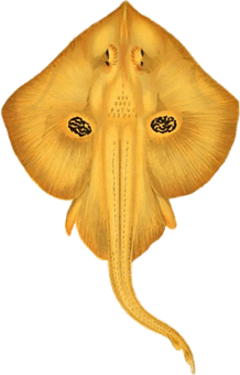 Golden Skate Ray Underbelly PNG Image